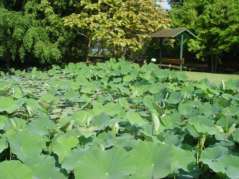 booroowhangary-nov09 060.jpg